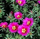 portulaca